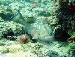 Nassau Grouper on the reef off the beach at the Pelican B... by Michael Kovach 